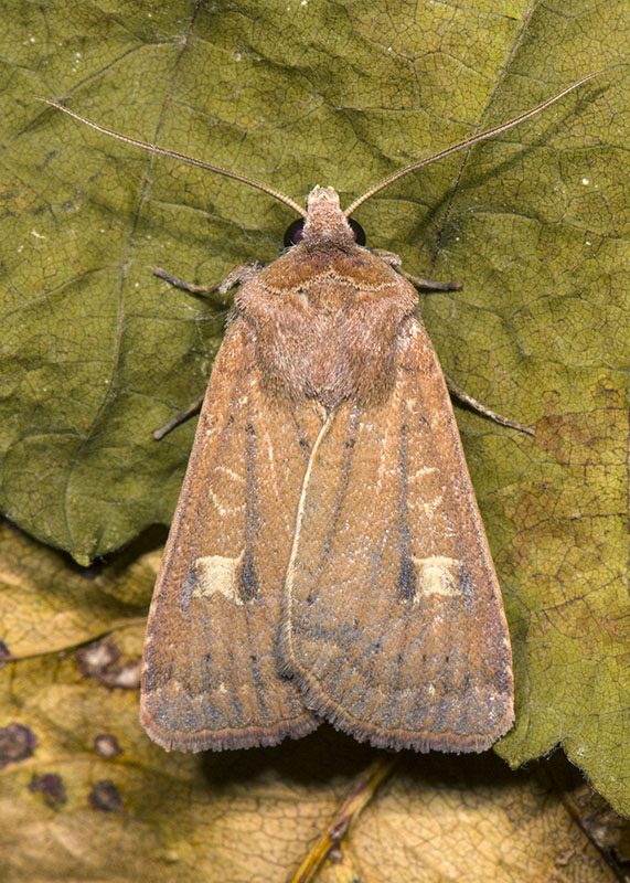 Xestia (Xestia) xanthographa